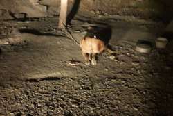 بازدید و بررسی سگ مشکوک به هاری در شهرستان طرقبه شاندیز تا پاسی از شب